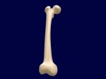 Femur Bone Stock Photo