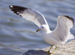 Beautiful Background With The Gull Staying On The Rocks With The Wings Opened Stock Photo