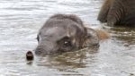 Background With A Funny Young Elephant Swimming Stock Photo