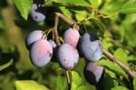 Plums On Branch Stock Photo