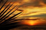 Sunset Above The Sea And Palm Leaves Stock Photo