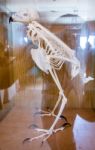 Reconstructed Skeleton Of A Bird Stock Photo