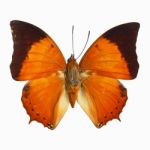 Common Tawny Rajah Butterfly Stock Photo