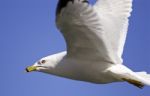 Beautiful Isolated Photo Of A Gull In The Sky Stock Photo