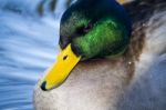 Mallard Duck Head Stock Photo