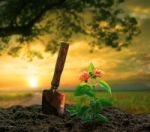 Gardening Tool And Flowers Planting On Dirt Against Beautiful  Sun Set Sky Stock Photo