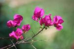 Pink Bougainvillea Flower Stock Photo