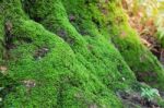 Close Up Of Moss On Tree In Deep Forest. Nature Life Background Stock Photo