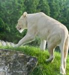Isolated Picture With A White Lion Walking Stock Photo