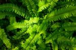 Great Green Bush Of Fern With Light And Dark Tone Stock Photo
