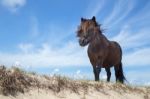 Black Pony On Sand With Blue Sky Stock Photo