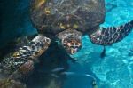Sea Turtle Surfaced Water In The Caribbean Sea Near Cartagena, C Stock Photo