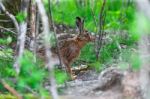 Wild Hare Sitting In A Green Grass Stock Photo
