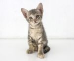 Gray Short Hair Kitten Sitting Isolated On White Cement Wall Background Stock Photo