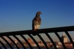 Pigeon On The Boardwalk Stock Photo