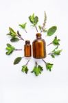 Holy Basil  Essential Oil In A Glass Bottle With Fresh Holy Basi Stock Photo