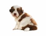 Face Of Adorable Baby Shih Tzu Pedigree Dog Sitting And Watching Stock Photo