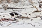 Variable Oystercatcher (haematopus Unicolor) Stock Photo