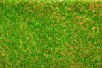 Green Grass Texture Background Stock Photo