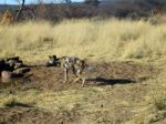 Wild Dogs In Namibia Stock Photo