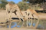 Giraffe - African Wildlife Background - Pleasure Of Water Stock Photo