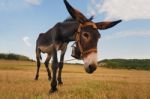 Curious Donkey Stock Photo