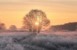 Christmas Background With Rising Sun And White Grass Stock Photo