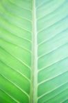 Green Leaf Nature Texture Abstract Background Stock Photo