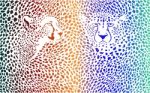Cheetahs Color Background With Heads Stock Photo