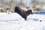 Pony Enjoying The Snow Stock Photo