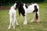 Gypsy Horse And Foal Stock Photo