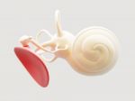 Inner Ear Structure 3d Stock Photo