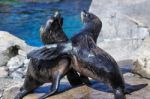 South American Fur Seals (arctocephalus Australis Stock Photo