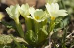 Wild Primrose Flowers Stock Photo