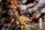 Ants And Victim Grasshopper Stock Photo
