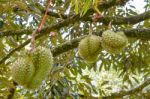 Durian On Tree King Of Fruits In Thailand Stock Photo
