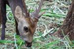 Portrait Of Deer Stock Photo