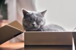 Beautiful Grey Cat Sleeping In A Box. British Shorthair Kitten Stock Photo