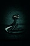 3d Illustration Of Giant Snake In The Dark Stock Photo
