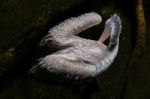 Fuengirola, Andalucia/spain - July 4 : Spot-billed Pelican (pele Stock Photo