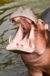 Hippopotamus Opening Mouth Stock Photo