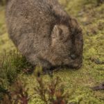 Adorable Large Wombat During The Day Looking For Grass To Eat Stock Photo
