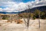Dead Trees At Mammoth Hot Springs Stock Photo