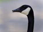 Photo Of An Emotional Canada Goose Screaming Stock Photo