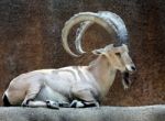 Ibex Goat Stock Photo
