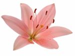 Beautiful Pink Lily Stock Photo