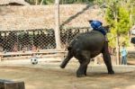 Chiangmai ,thailand - February 20 : Elephant Use Hindlegs To Kick Football On February 20 ,2016 At Mae Sa Elephant Camp ,chiangmai ,thailand Stock Photo