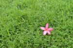 Leelavadee, Plumeria, Tropical Flower On Grass Field Stock Photo