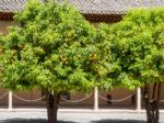 Granada, Andalucia/spain - May 7 : Orange Trees At The Alhambra Stock Photo