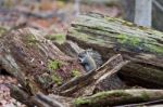 Photo Of The Cute Squirrel In The Forest Stock Photo